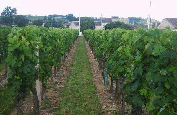 山东省政府投资1000万元，用于发展当地葡萄酒产业