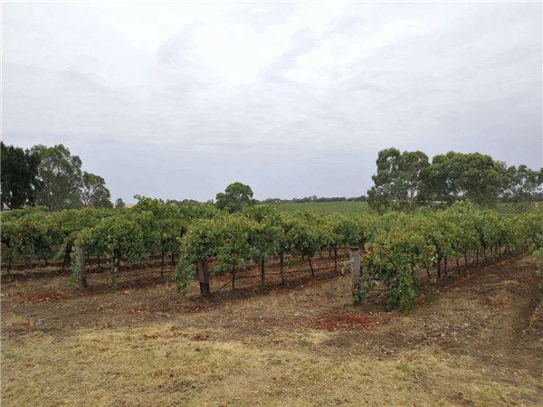 南澳州修改移民政策，出口南澳葡萄酒总额不能低于100万澳元