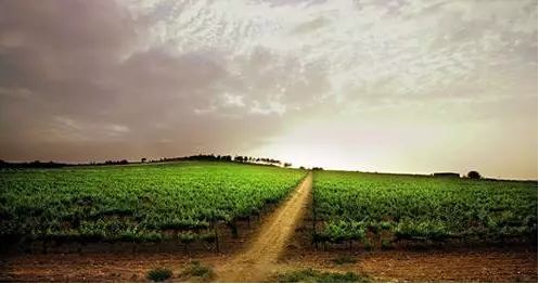 杜奥—葡萄牙最古老的葡萄酒产区之一