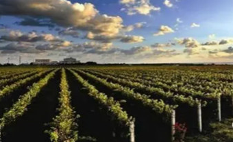山东省财政部投资1000万元支持烟台葡萄酒产业发展