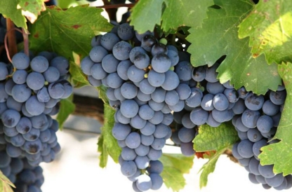 细数世界上最著名的酿酒葡萄品种