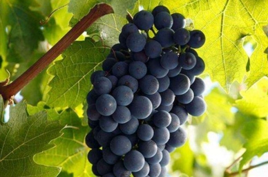 赤霞珠葡萄酒的特点是什么？