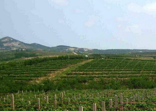 “蓬莱海岸葡萄酒”品牌价值评估为77.05亿元人民币