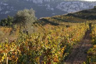 普罗旺斯最受认可的葡萄酒产区是邦德尔，你知道吗？