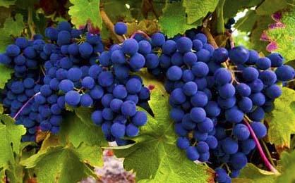怎么学葡萄品种？你知道吗？