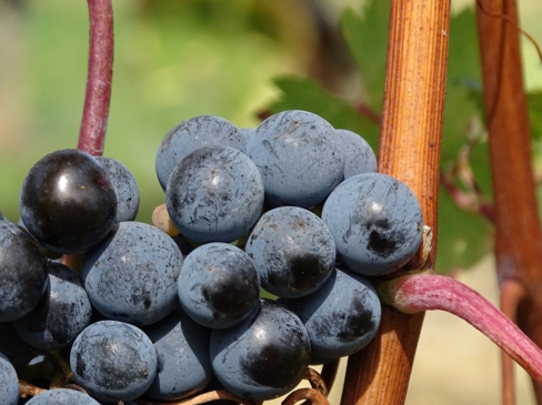 澳洲西拉葡萄酒曲折的历史发展