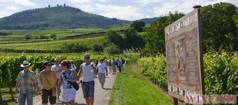法国最美酒乡：阿尔萨斯特级葡萄园面面观