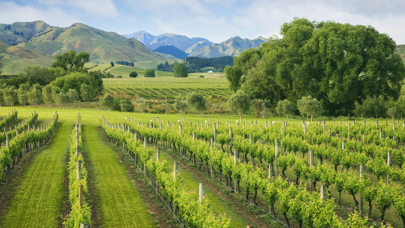 新西兰马尔堡葡萄酒商推出新的葡萄酒产区标识