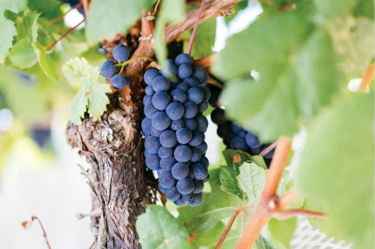 澳洲黑皮诺葡萄品种深受全球消费者的青睐