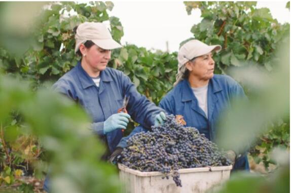 智利葡萄酒品质之选，会众商贸进口葡萄酒招商加盟