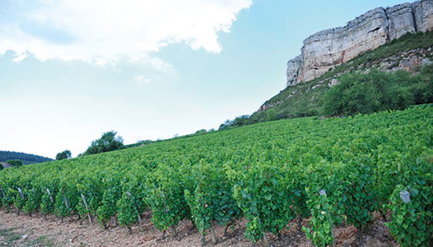 加黑特酒莊（Domaine Carrette）:勃艮第環保葡萄酒莊