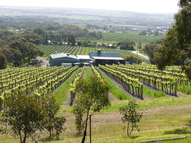 威伦加溪酒庄——澳洲精致魅力的葡萄酒庄