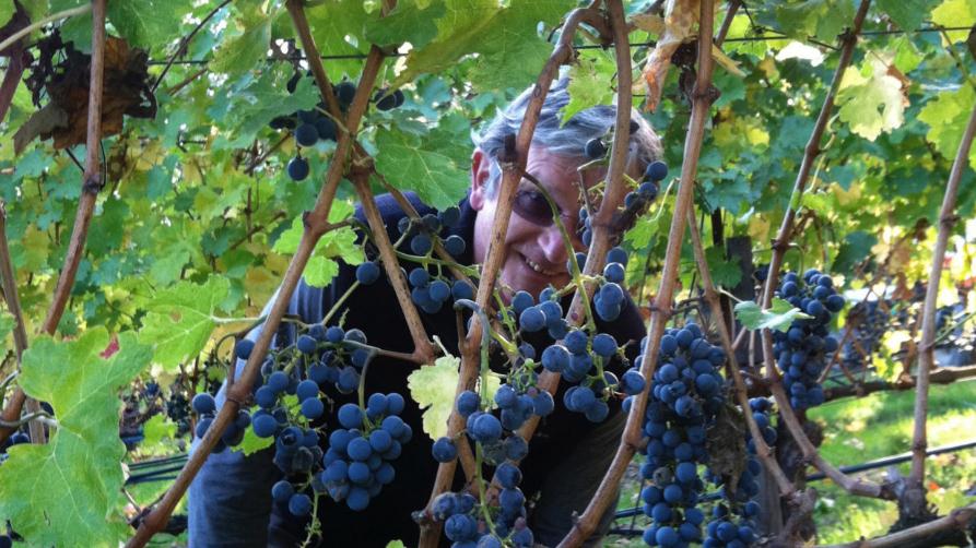戴尔酒庄——纳帕谷规模最小的葡萄园之一