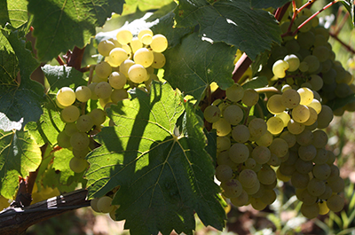 拉图吉罗酒庄——有机农业生产葡萄酒