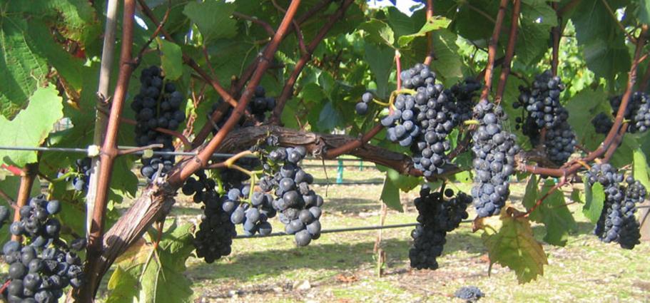 朱利谢酒庄：专注于生产独特水果风味优质葡萄酒