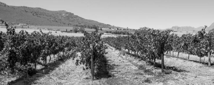 托爾門托索酒莊：干旱氣候下的優質葡萄酒莊