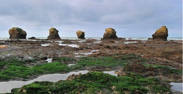 波尔多葡萄园试验大西洋海藻防治葡萄霉菌感染