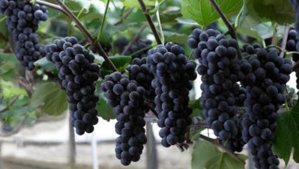 温室效应导致韩国可种植葡萄地区不断减少