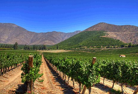智利新增4个法定葡萄酒产区