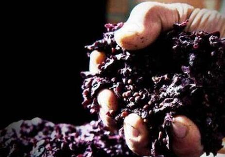 葡萄果渣可制作成天然的食物防腐剂