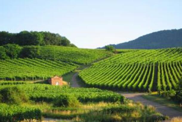 法国葡萄酒闻名的十大产区 法国葡萄酒文化的产地