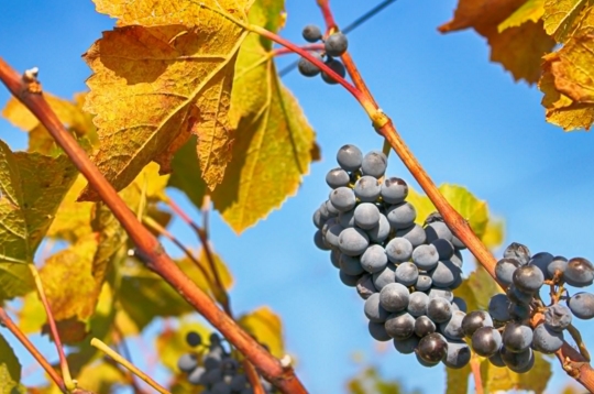 2018：德国葡萄酒历史上最早的收获年份