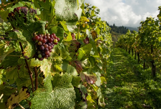  美国纳帕谷：世界上最小的葡萄酒产区 