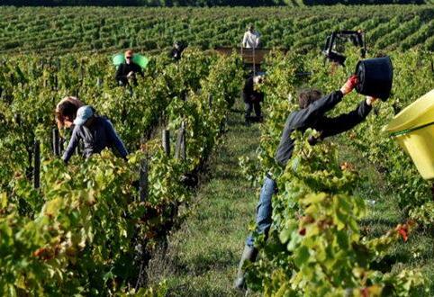法国葡萄种植人员遭遇用人荒局面