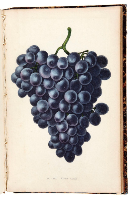 深入了解法国古老葡萄品种塔迪夫！