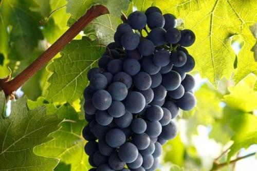 木桐酒庄的葡萄园、土壤、葡萄和酿酒