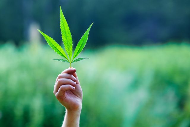 美国星座集团收购加拿大大麻公司