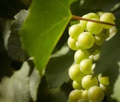 今年纳帕谷葡萄采收有望取得大丰收