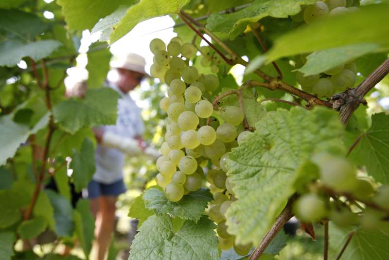 法国批准种植带有抗病虫害基因的葡萄品种