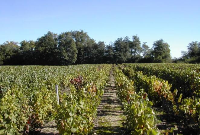 纳帕谷最佳的八个赤霞珠葡萄酒庄园