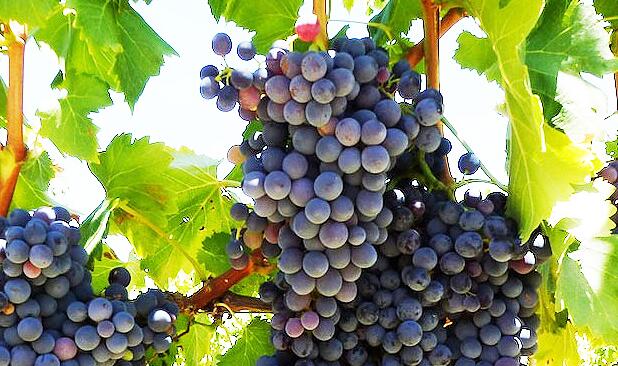 探索Pinotage南非葡萄酒 南非独一无二的红葡萄酒