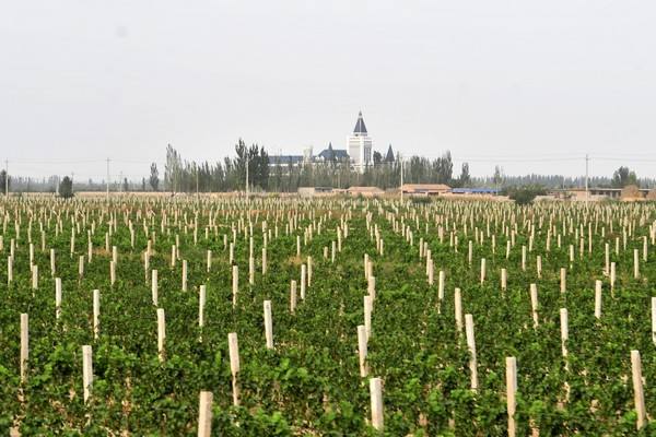 首届贺兰山东麓葡萄与葡萄酒国际学术会议将在9月举行