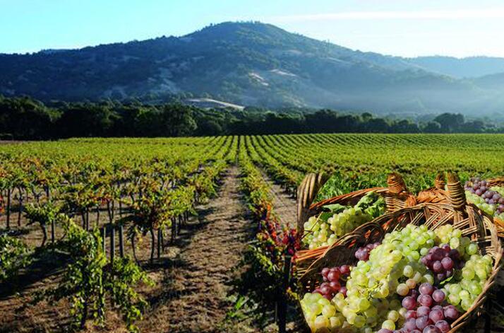 九月是加州葡萄收获季节 一览9月加州葡萄酒活动