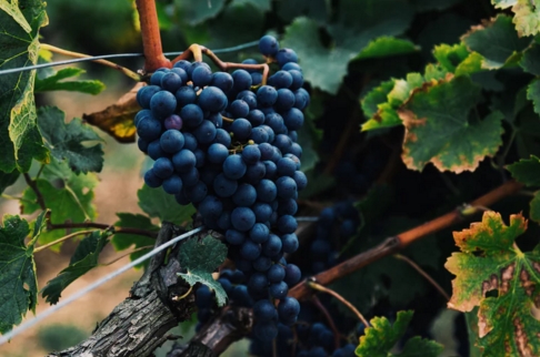 葡萄酒丰收的5种方式影响你喝的葡萄酒