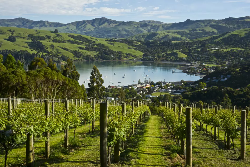 新西兰葡萄酒:葡萄品种和葡萄酒风格