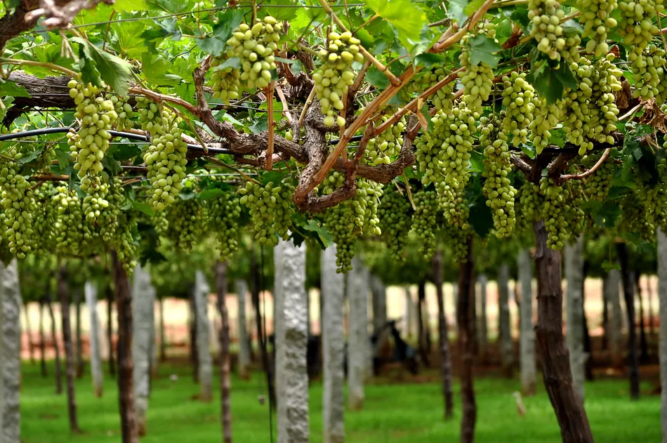 六座印度最好葡萄酒的葡萄园
