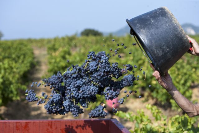 炎热的夏天促进法国葡萄采收产量的增加