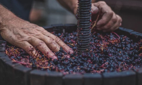 如何酿制葡萄酒？葡萄酒的酿制工艺