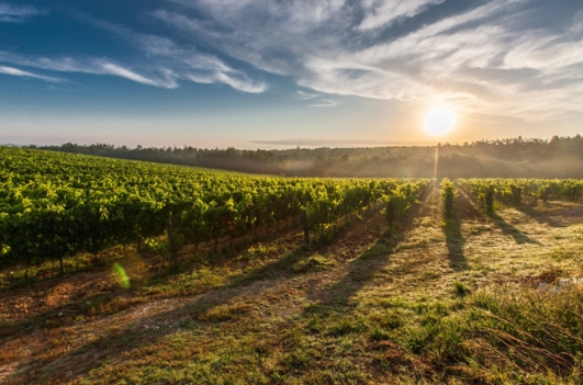 解读新西兰葡萄酒工业概况