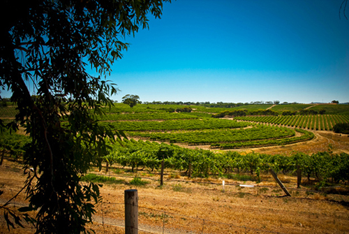 澳大利亚的葡萄酒产区有哪些？