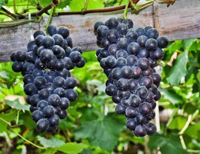 最新研究：葡萄可以防癌