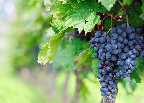 赤霞珠葡萄酒有什么特点？