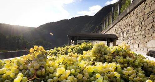 德国葡萄酒产区迎来近20年以来最大的酿酒葡萄丰收期