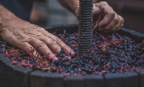 葡萄酒酵母的作用是什么？