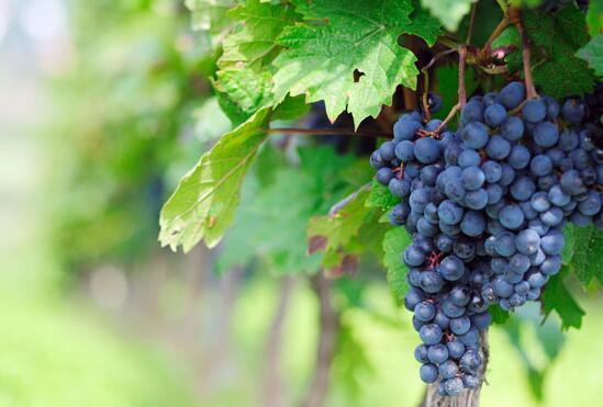 什么葡萄都可以酿酒吗？酿酒葡萄的三种分类
