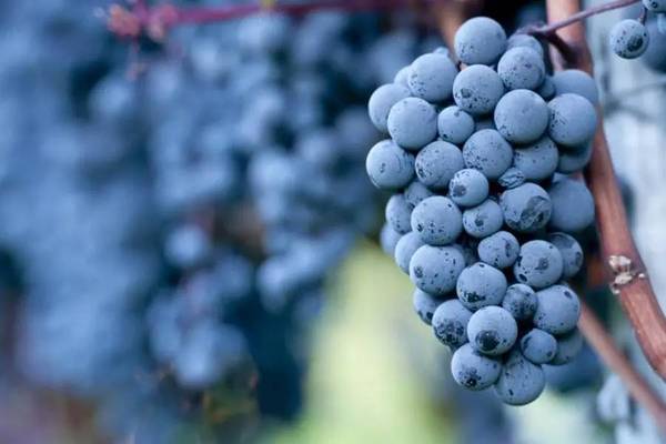 三种受欢迎的法国葡萄品种